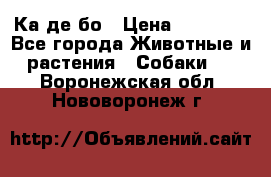 Ка де бо › Цена ­ 25 000 - Все города Животные и растения » Собаки   . Воронежская обл.,Нововоронеж г.